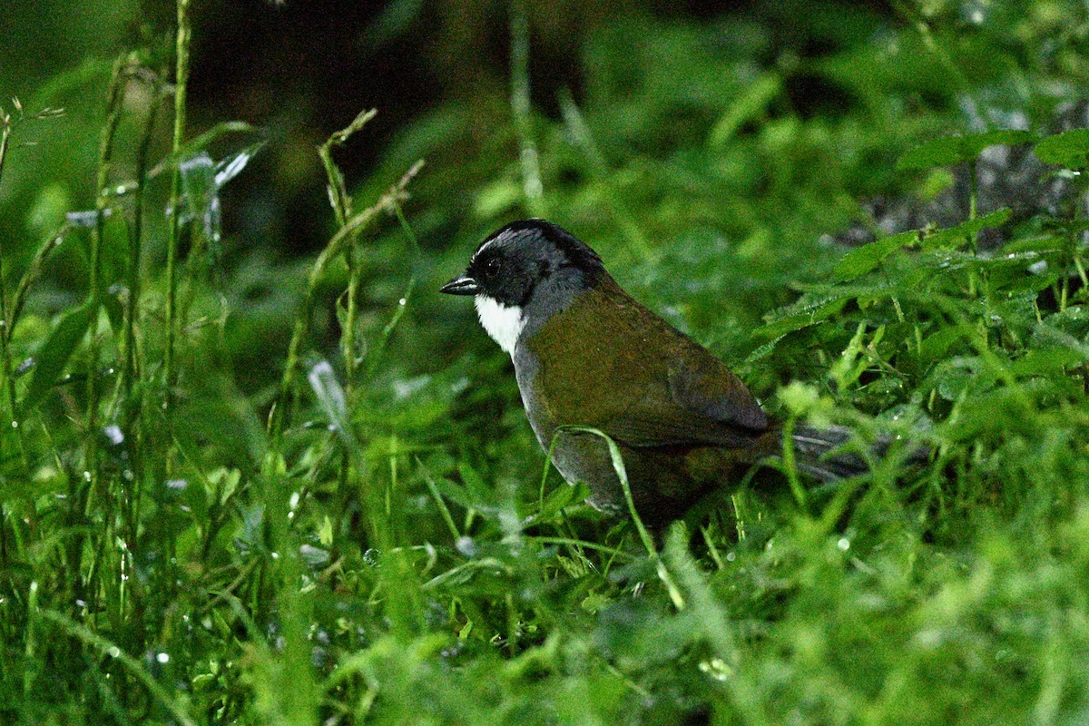 Tohi à raies grises - ML646840698