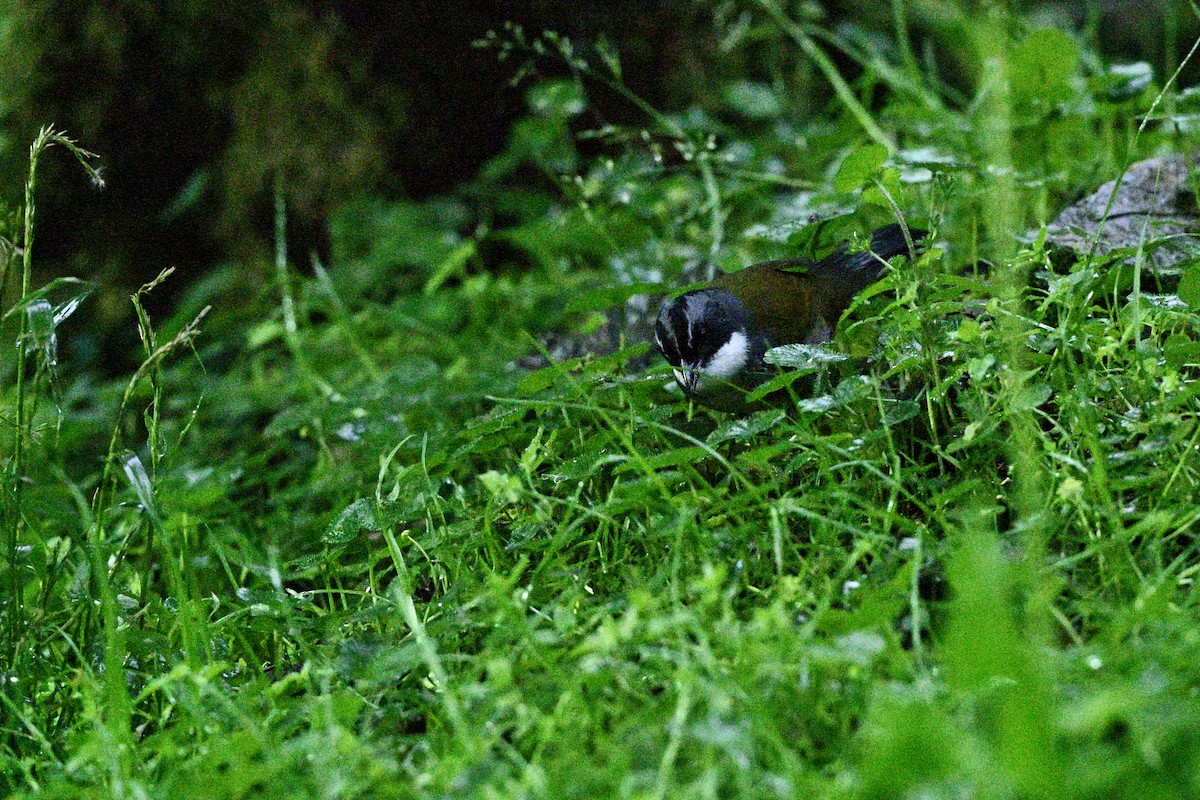 Tohi à raies grises - ML646840699