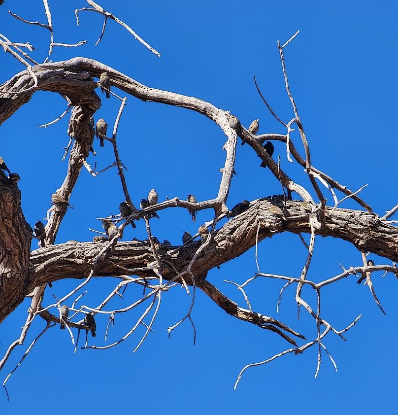 Carouge à épaulettes - ML646840700