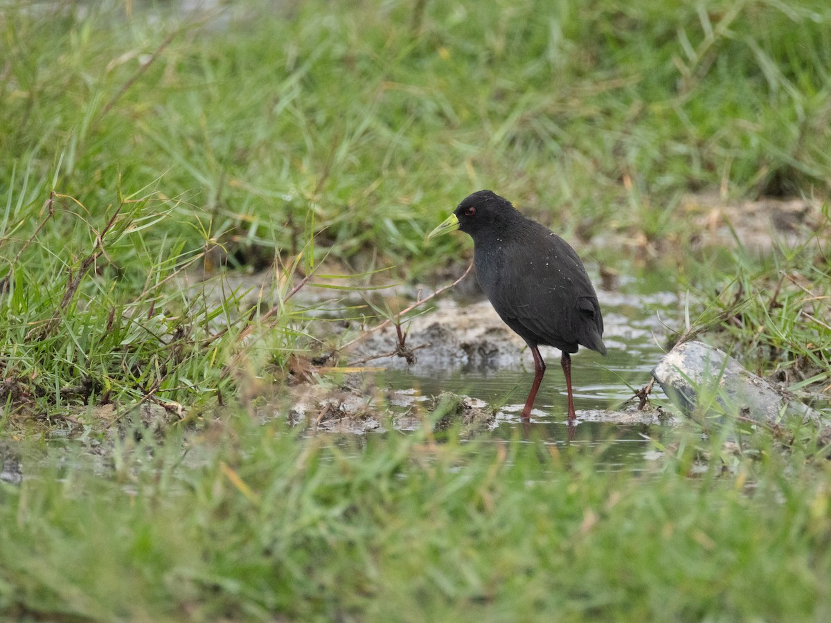 Black Crake - ML646840701