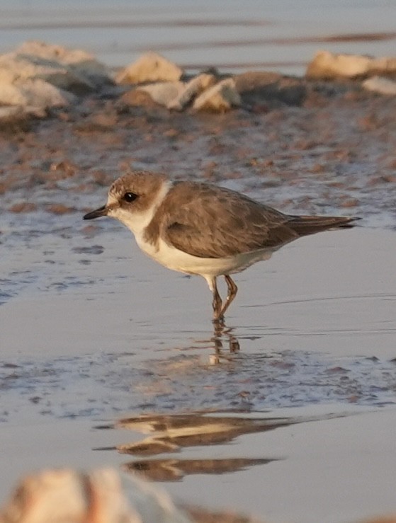 kulík mořský - ML646840713