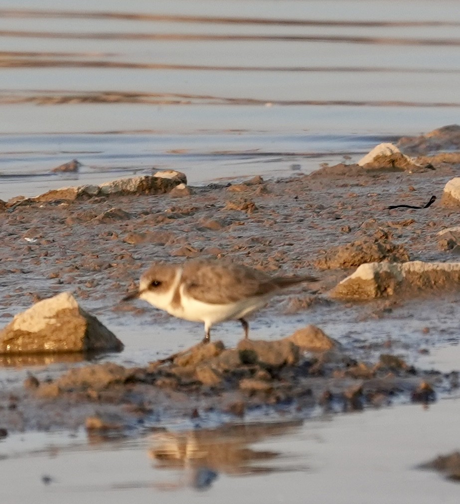 kulík mořský - ML646840714