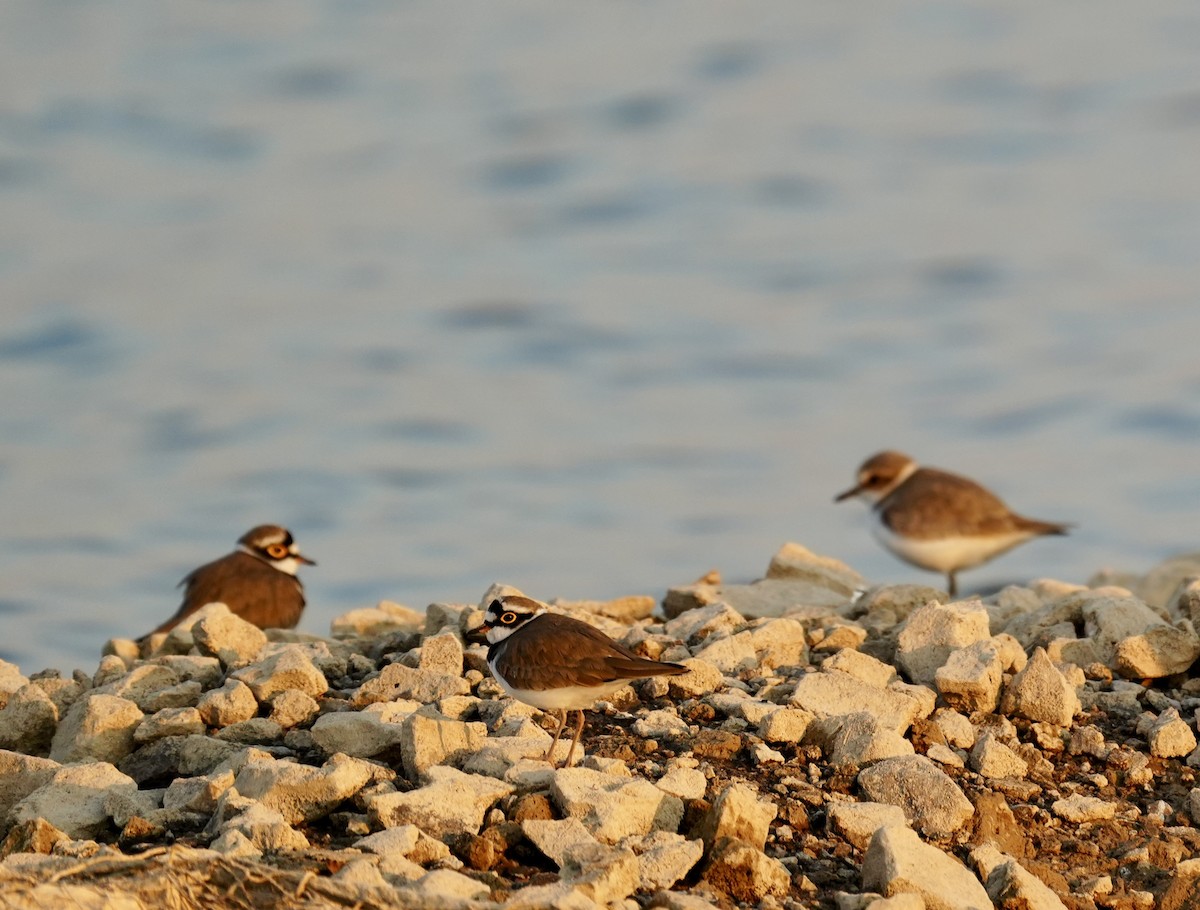 kulík mořský - ML646840715