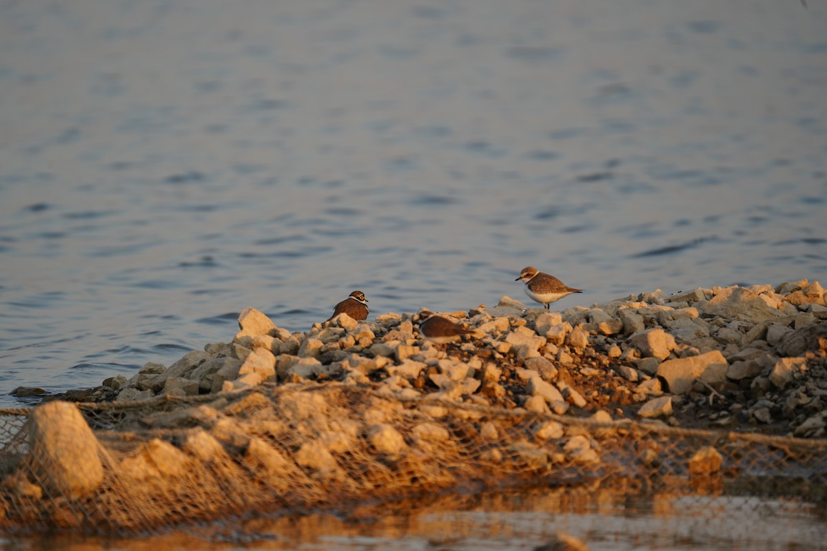 kulík mořský - ML646840716