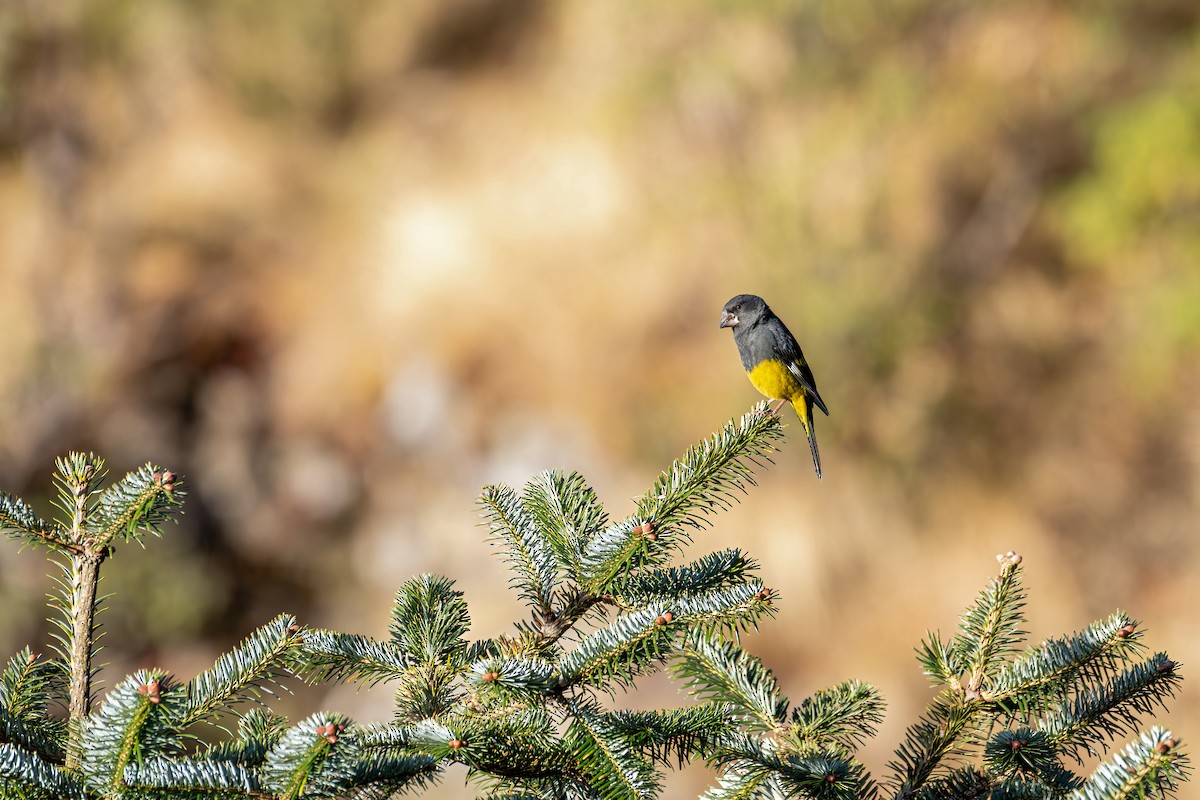 White-winged Grosbeak - ML646840718