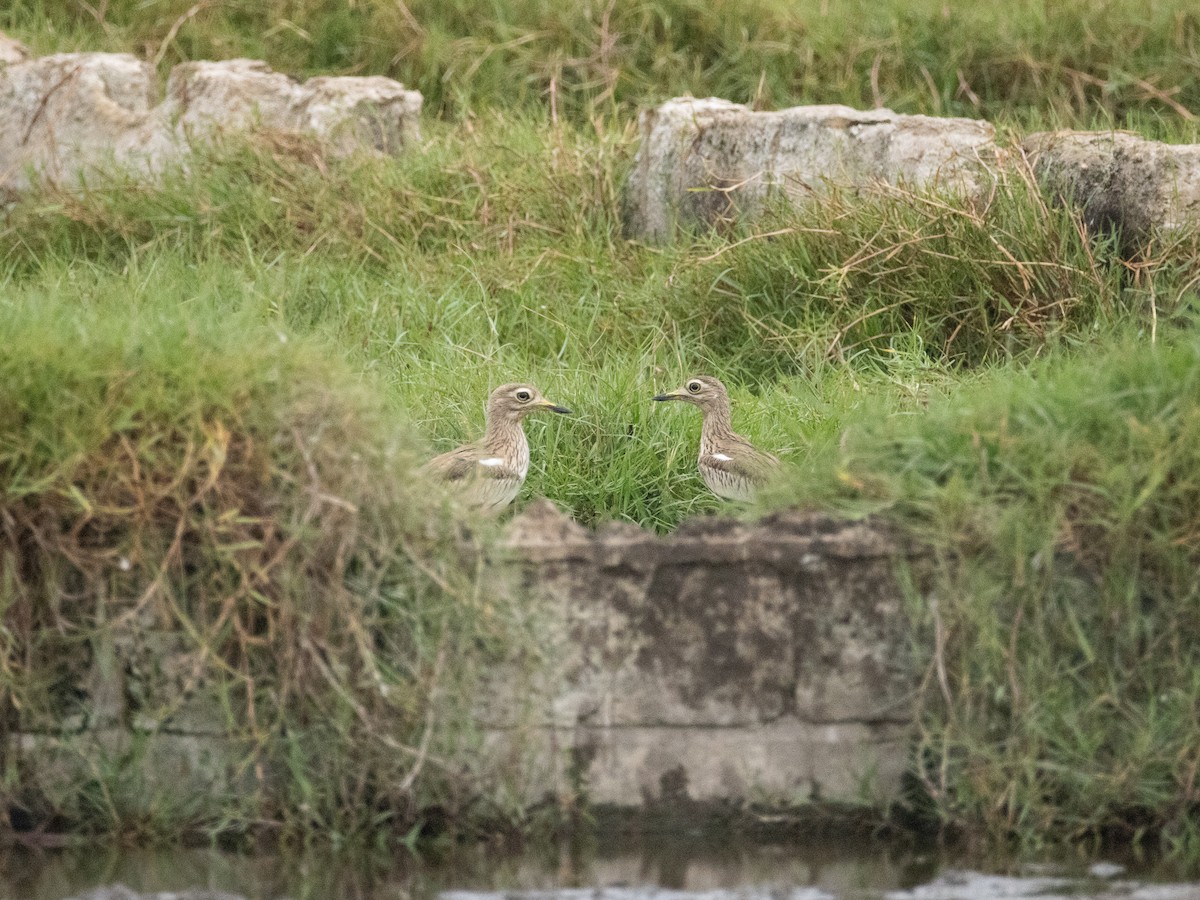 Лежень річковий - ML646840719