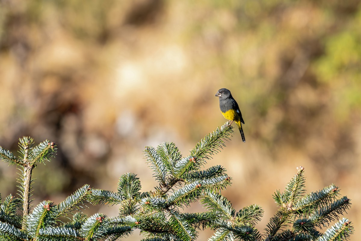 White-winged Grosbeak - ML646840720