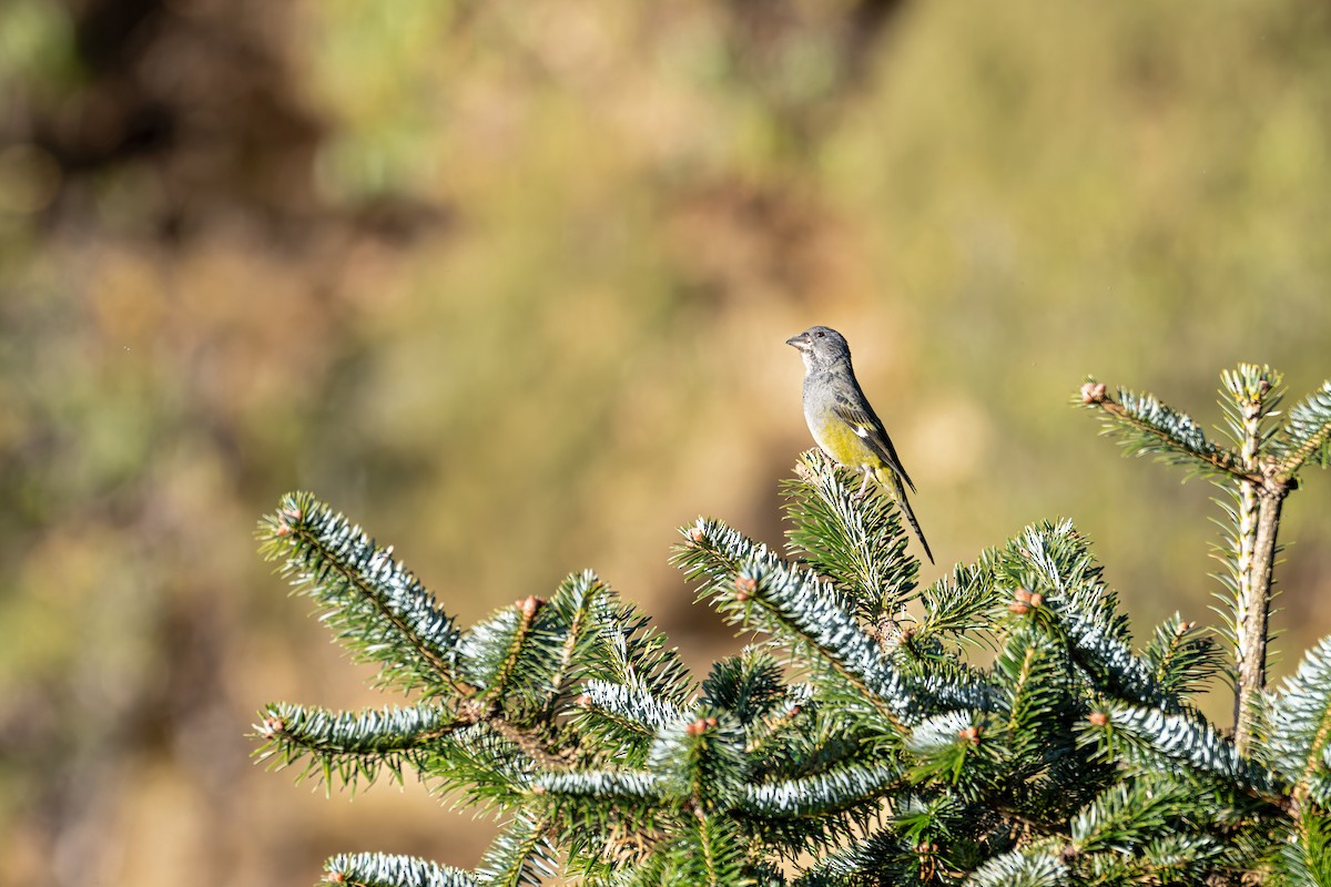 White-winged Grosbeak - ML646840723