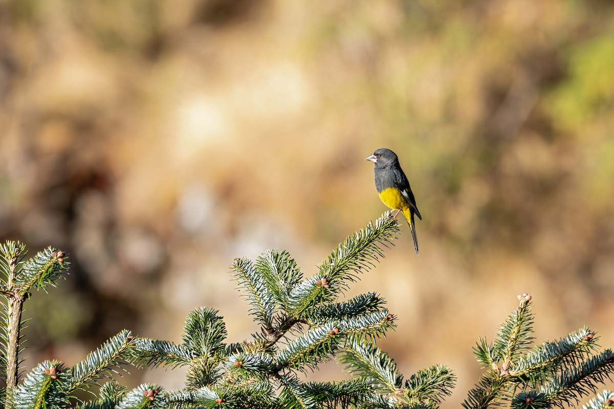 White-winged Grosbeak - ML646840724