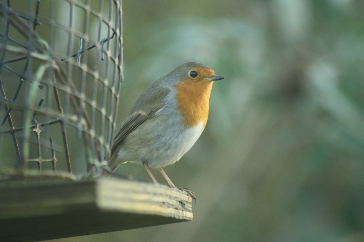 Вільшанка - ML646840726