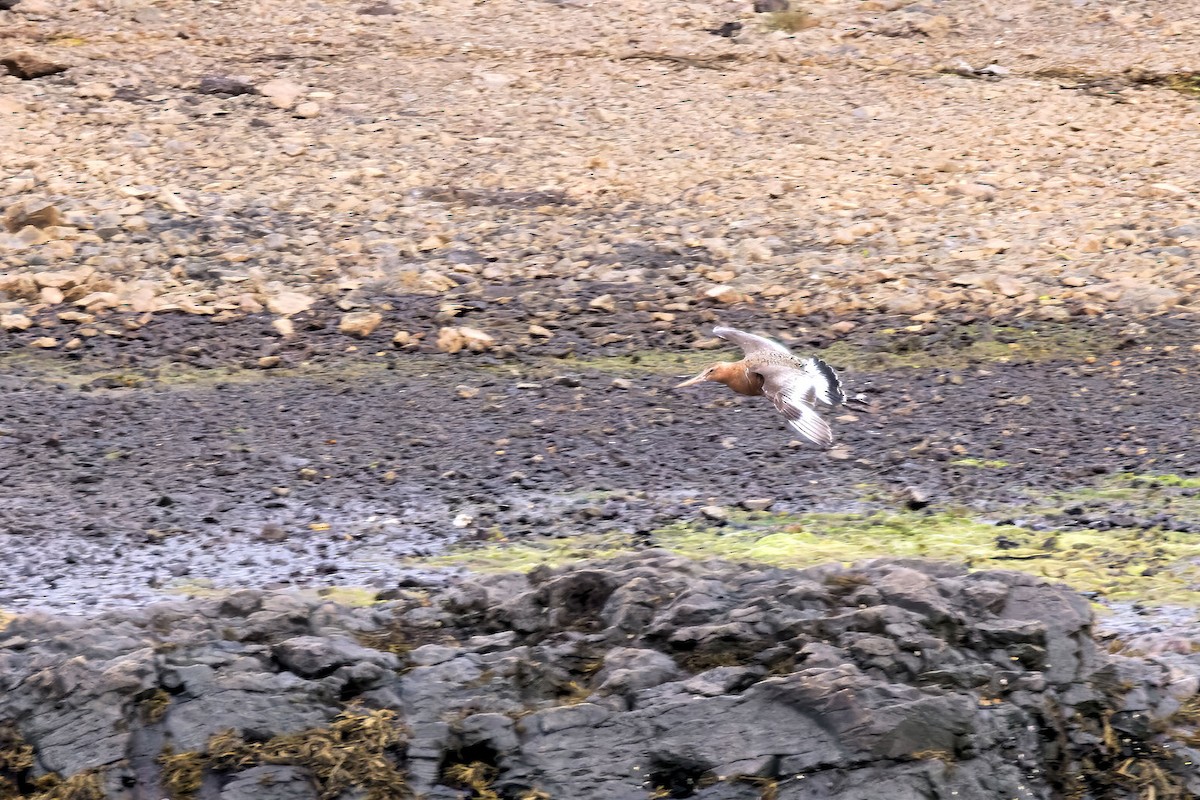 Большой веретенник (islandica) - ML646840728