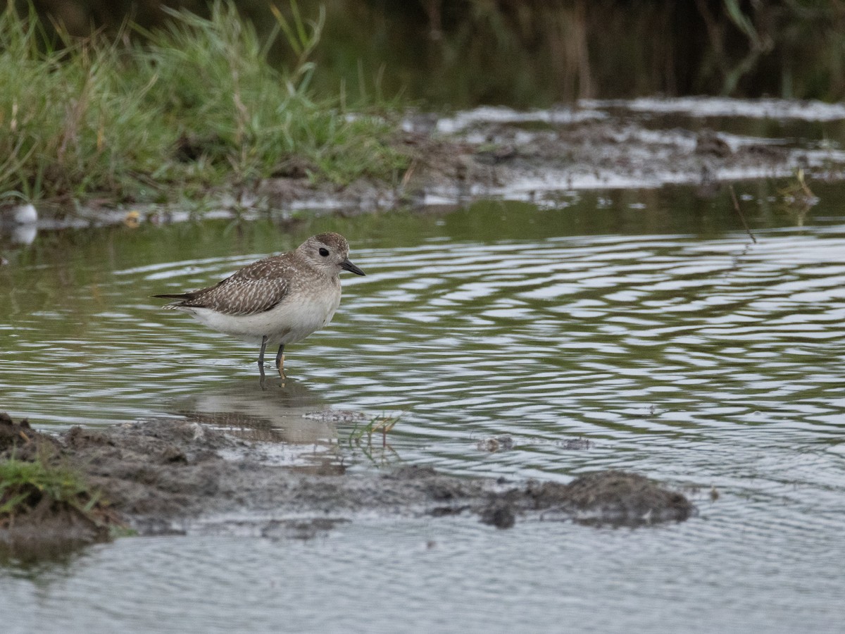 Txirri grisa - ML646840732