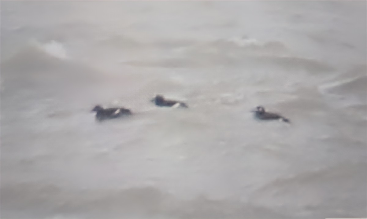 קטיפנית לבנת-כנף - ML646840733