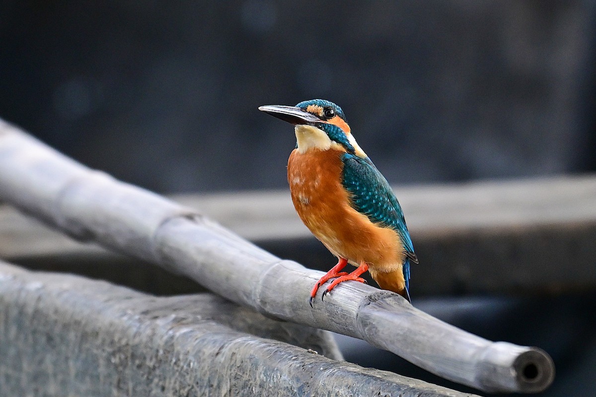 Yalıçapkını - ML646840734