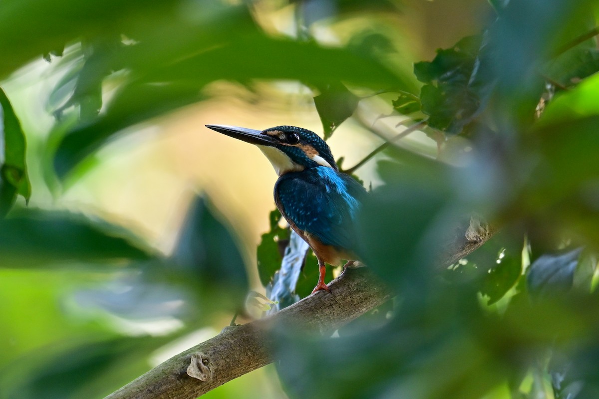 Yalıçapkını - ML646840735