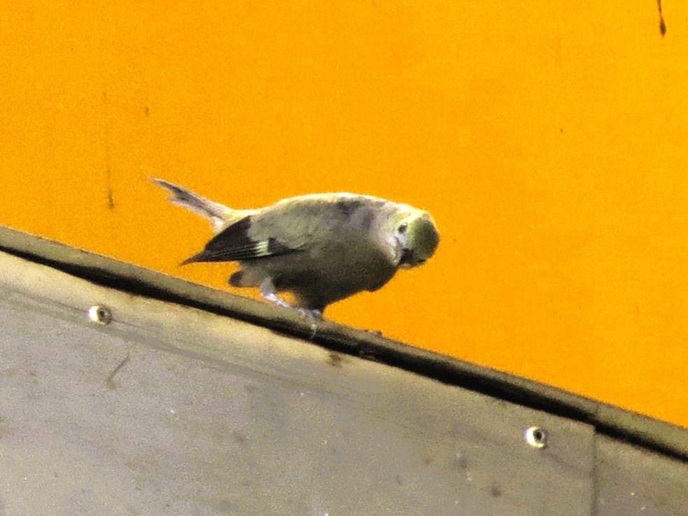 Palm Tanager - ML646840737