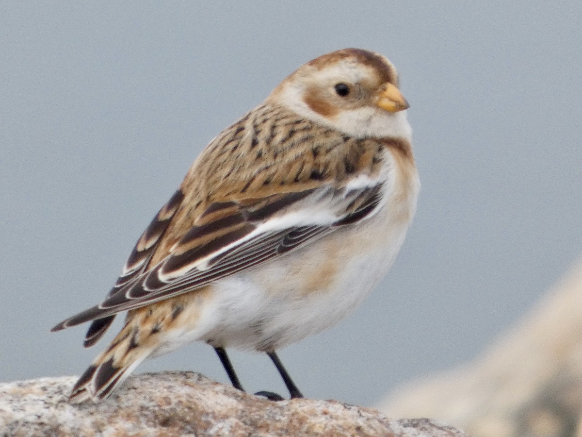 Elur-berdantza - ML646840738