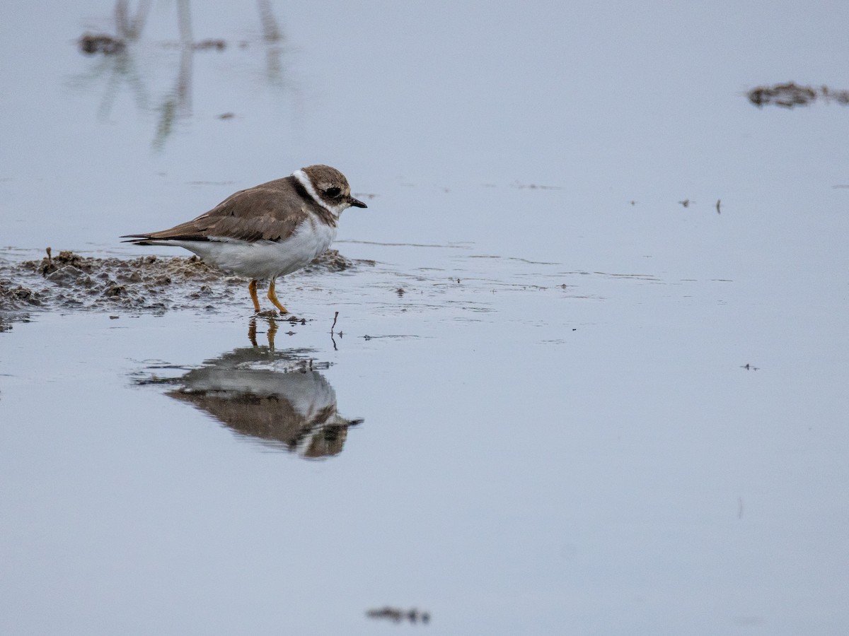 Txirritxo handia - ML646840739