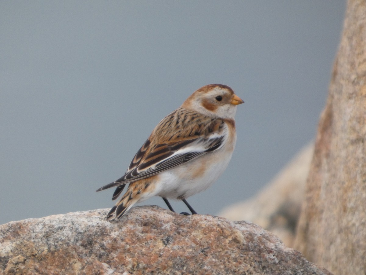 Elur-berdantza - ML646840740