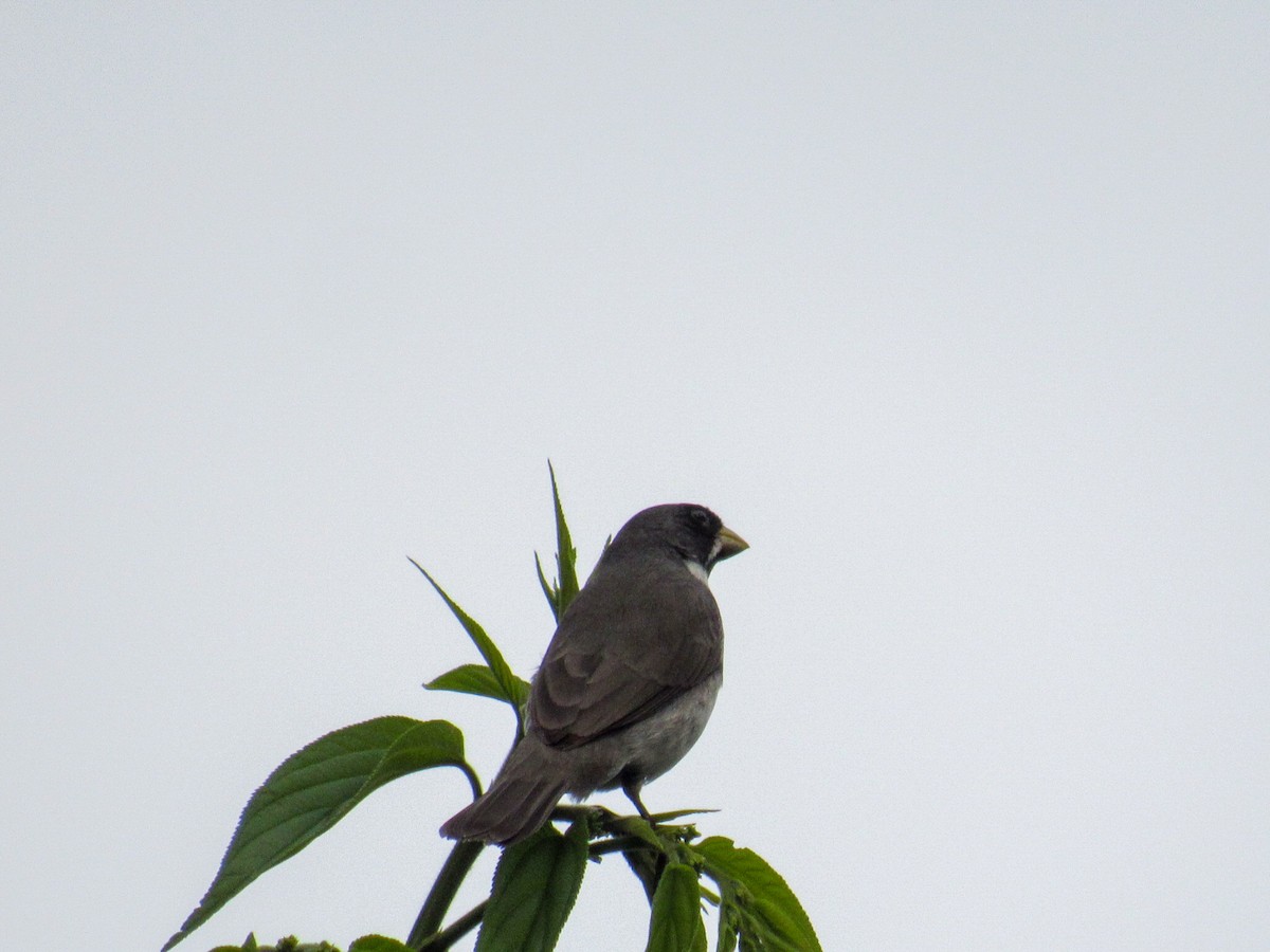 Double-collared Seedeater - ML646840741