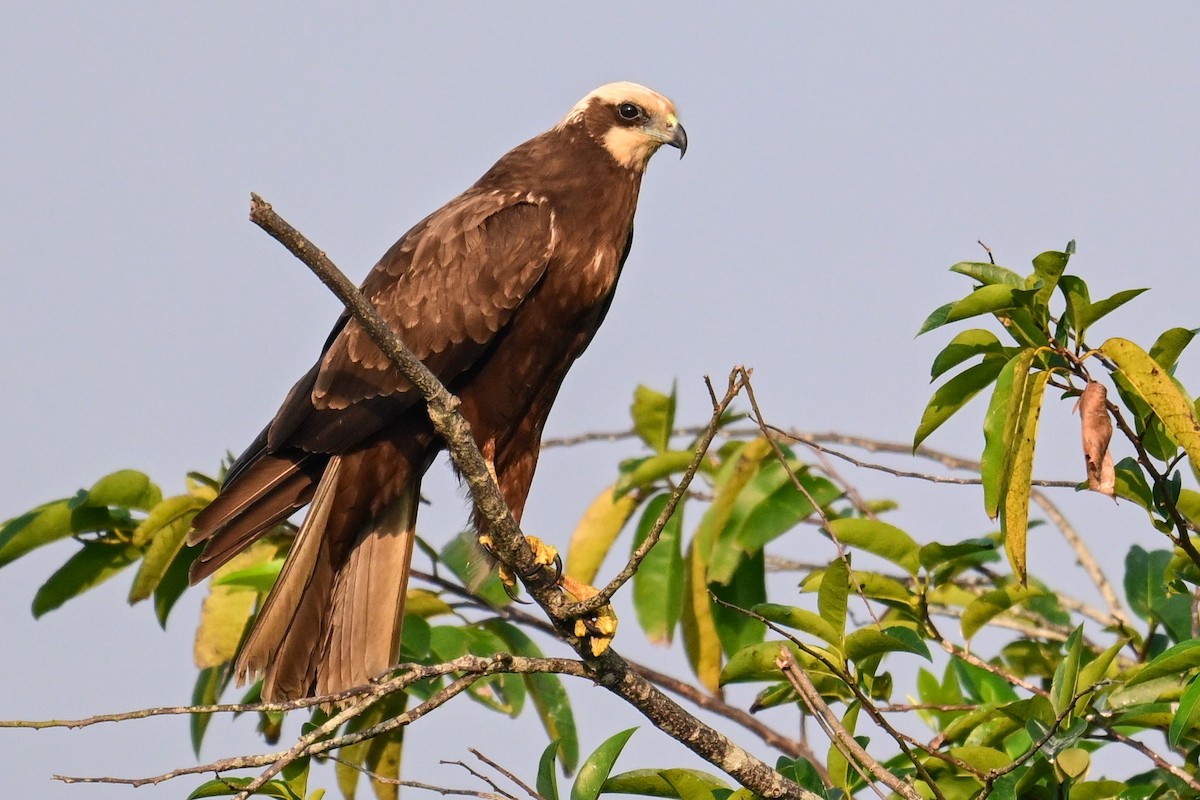 Saz Delicesi - ML646840742