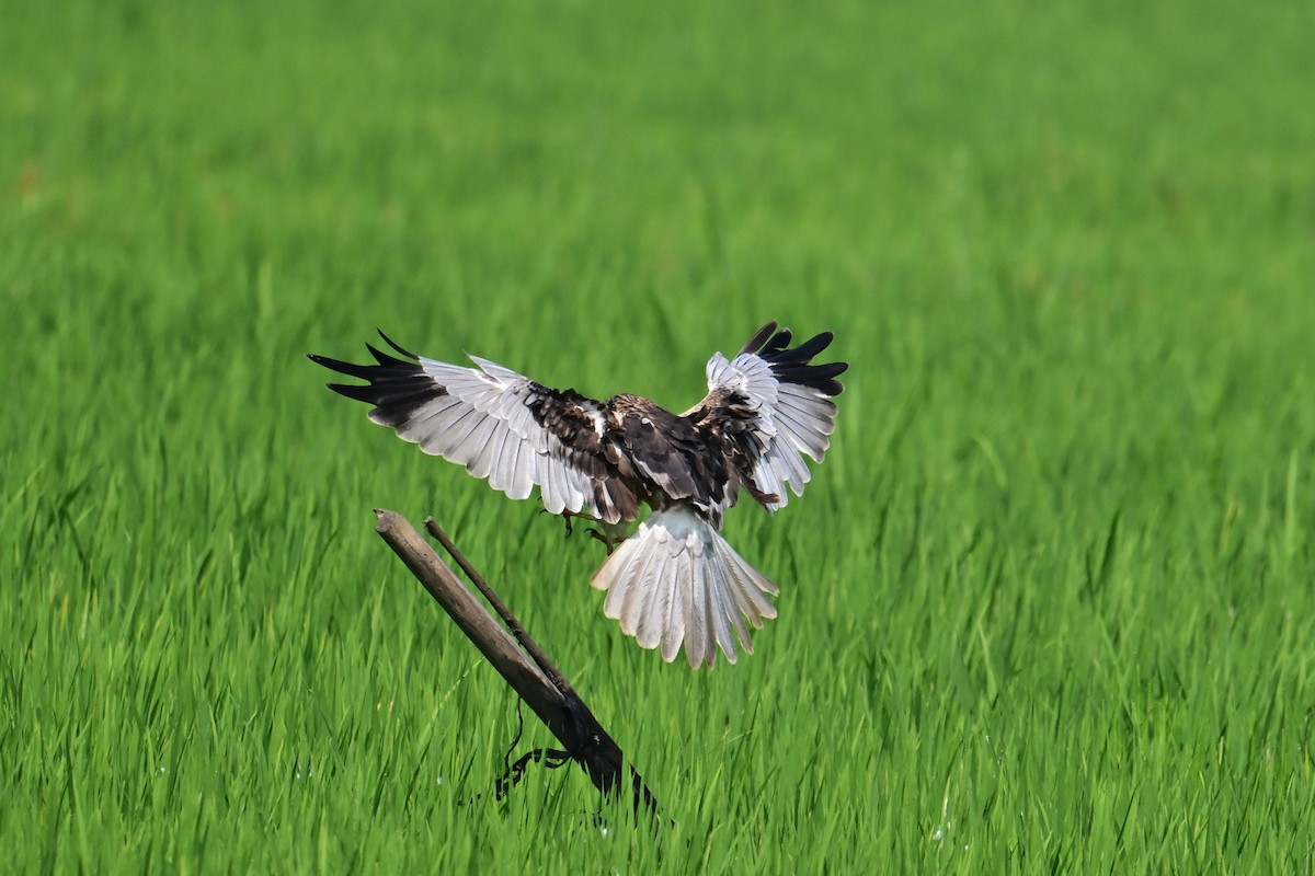 Saz Delicesi - ML646840743