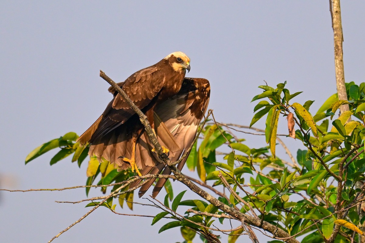 Saz Delicesi - ML646840744