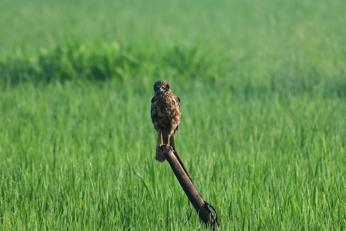 Saz Delicesi - ML646840745