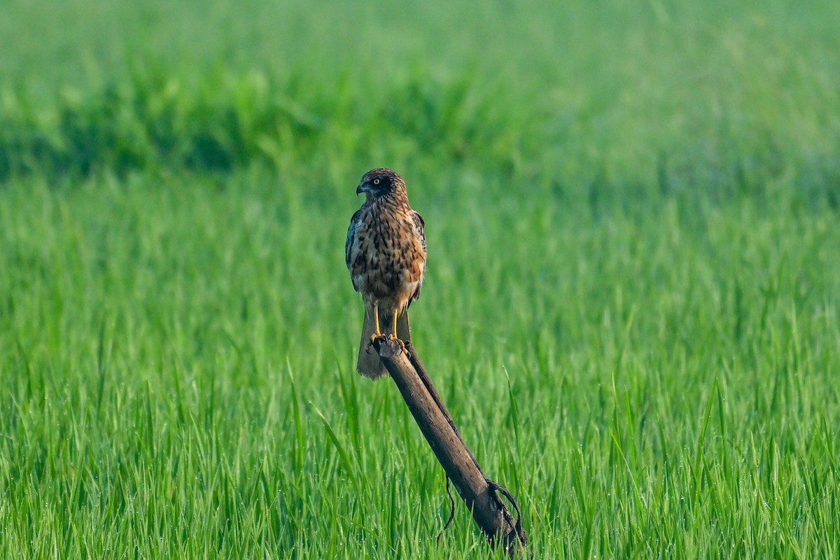 Saz Delicesi - ML646840746