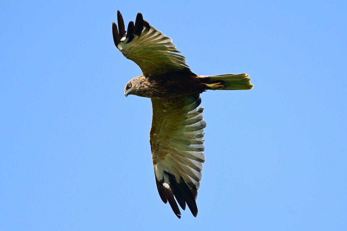 Saz Delicesi - ML646840747