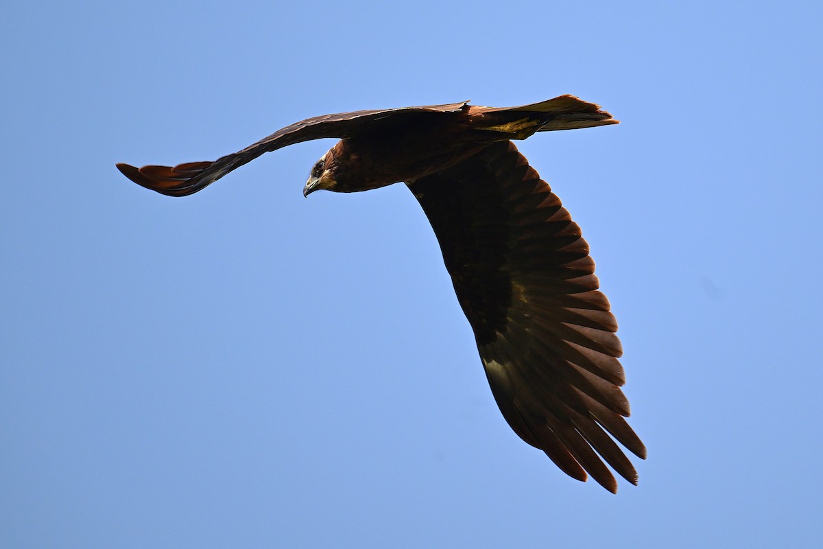 Saz Delicesi - ML646840748