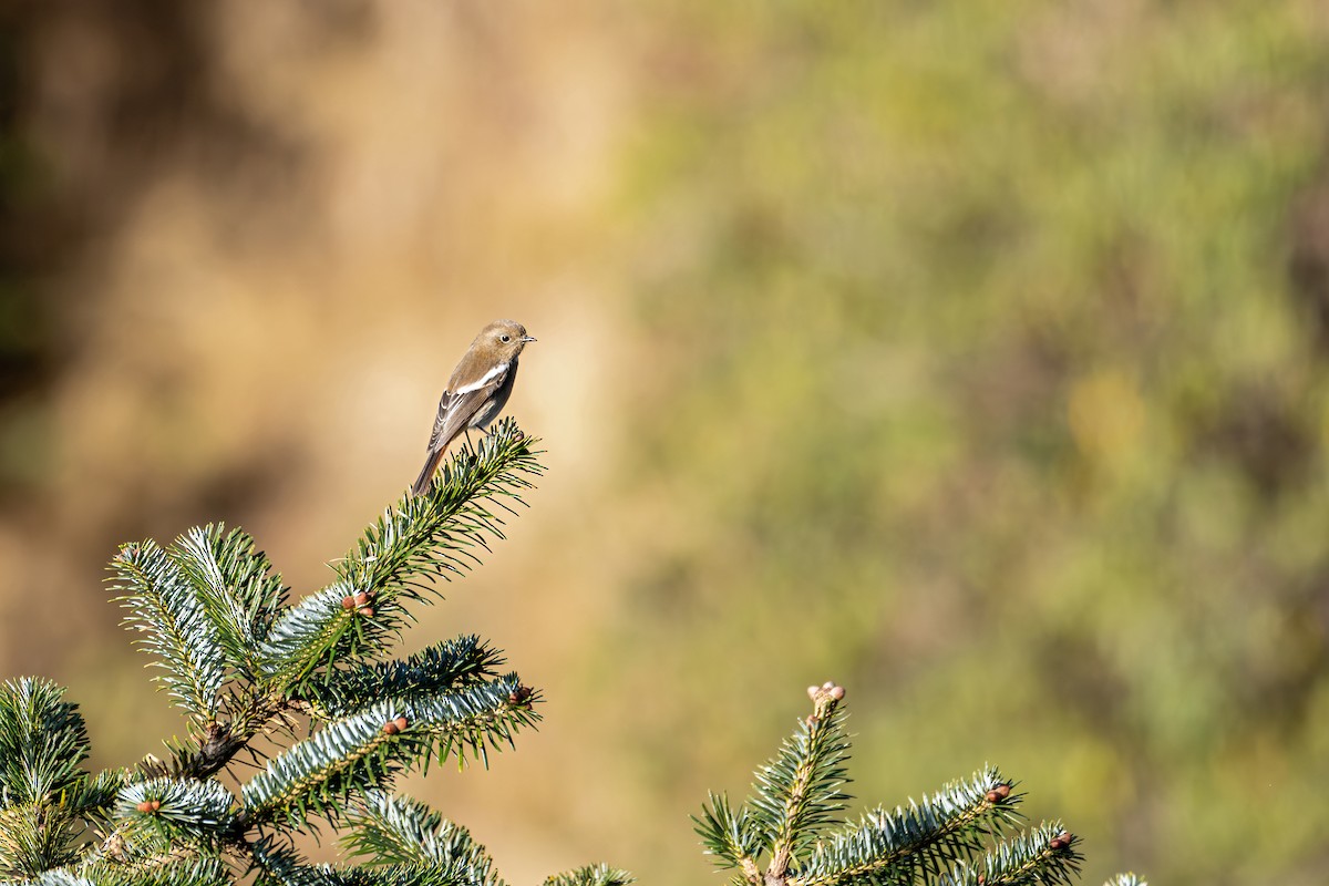White-throated Redstart - ML646840749