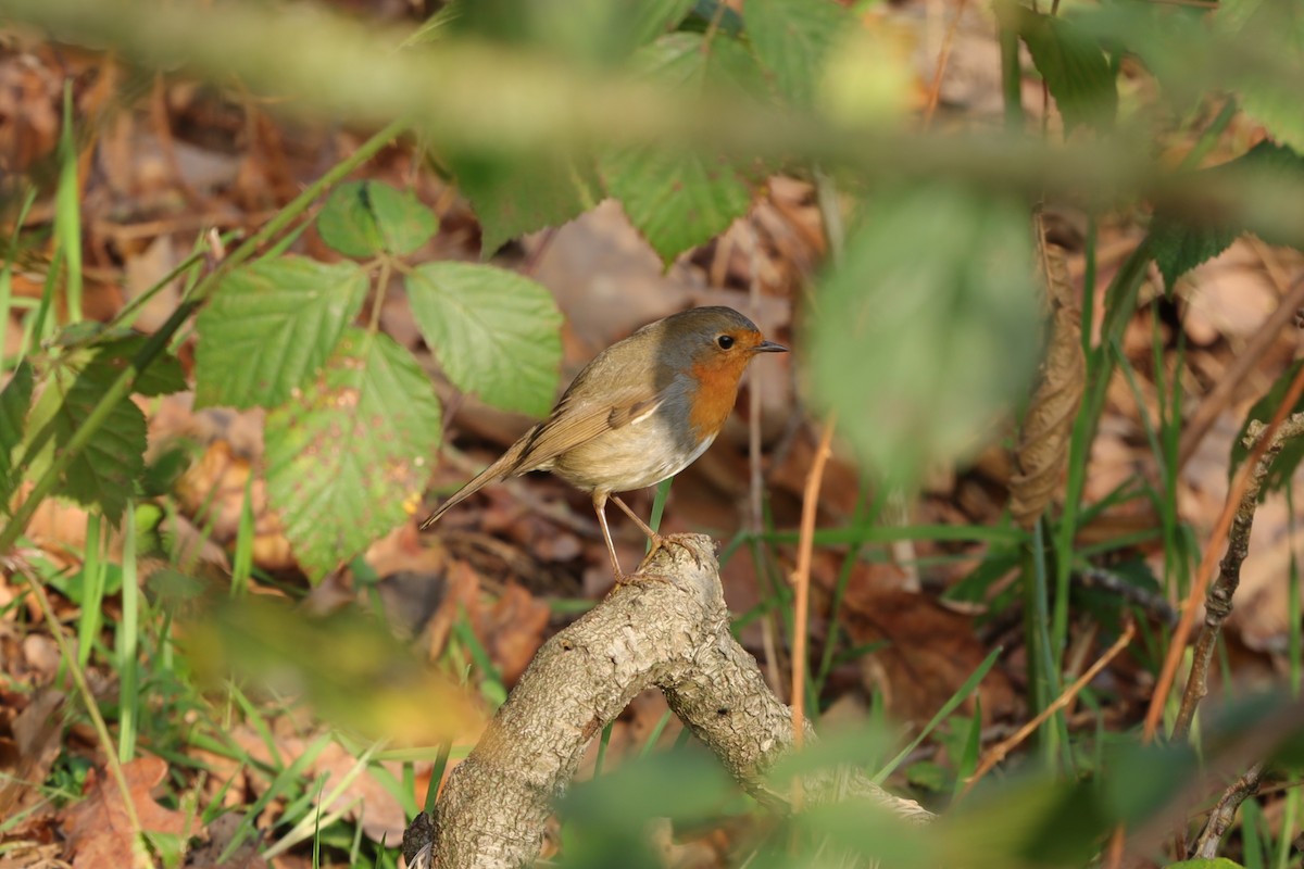 European Robin - ML646840750