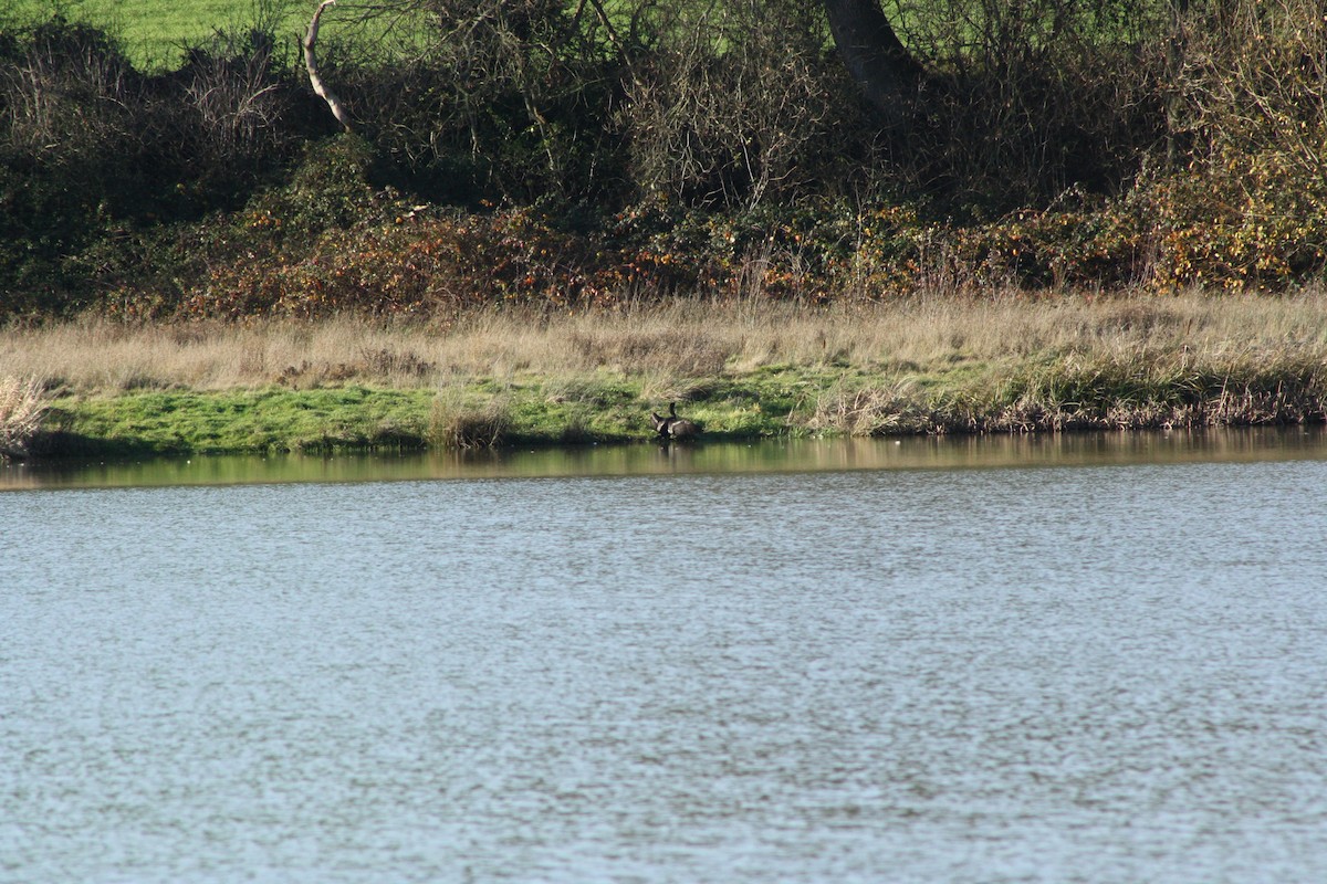 Баклан великий - ML646840751