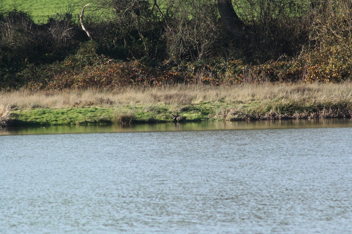 Баклан великий - ML646840752