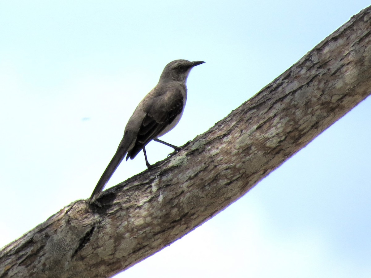 Tropical Mockingbird - ML646840753
