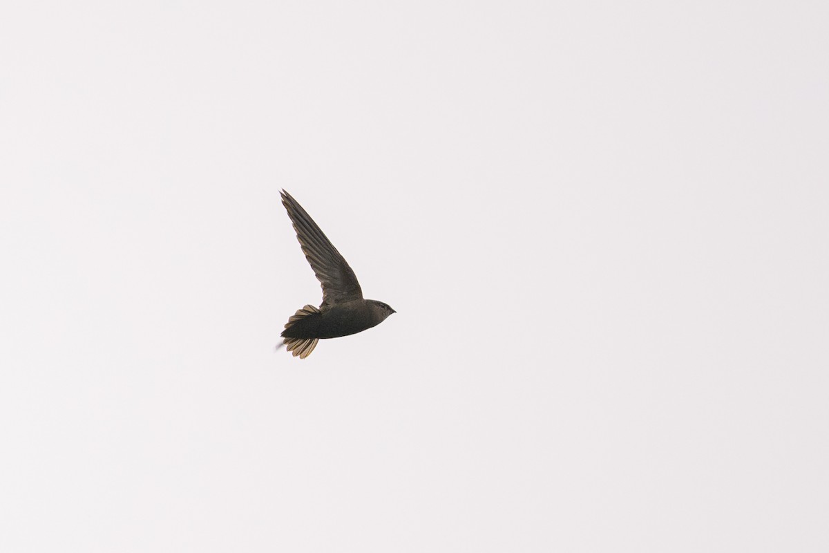 rorýs šedobřichý - ML646840756