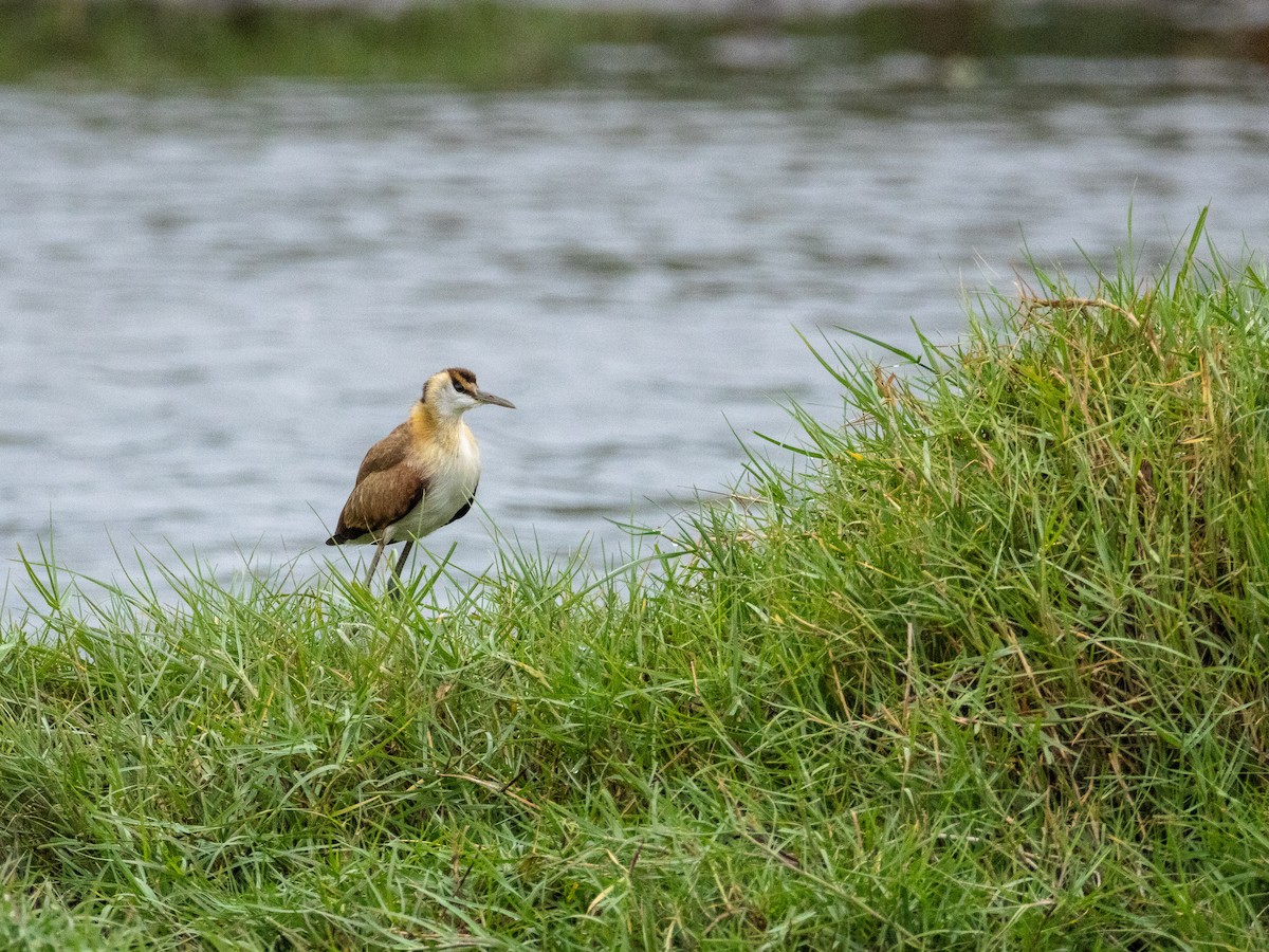 Jakana afrikarra - ML646840757