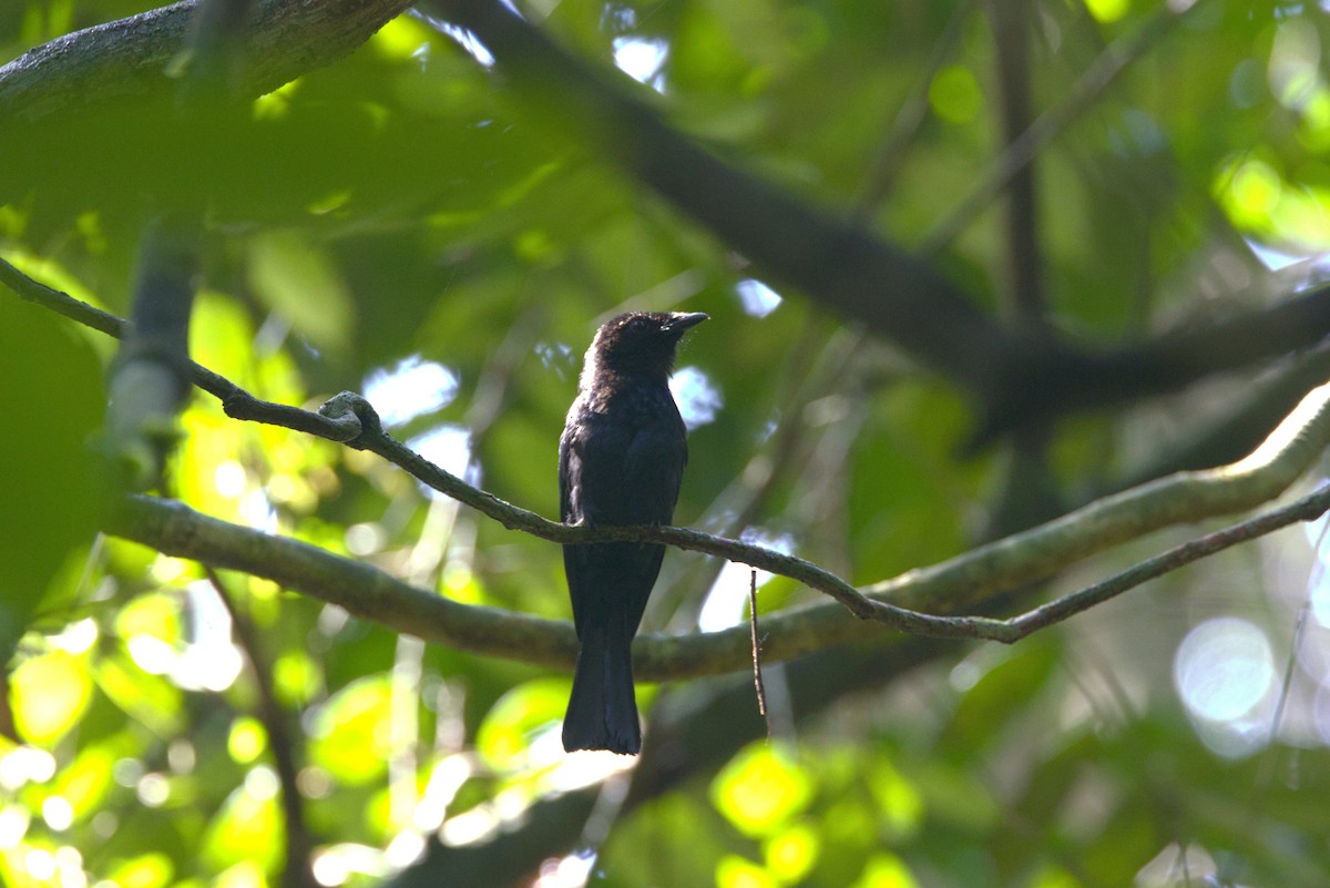Shining Drongo - ML646840758