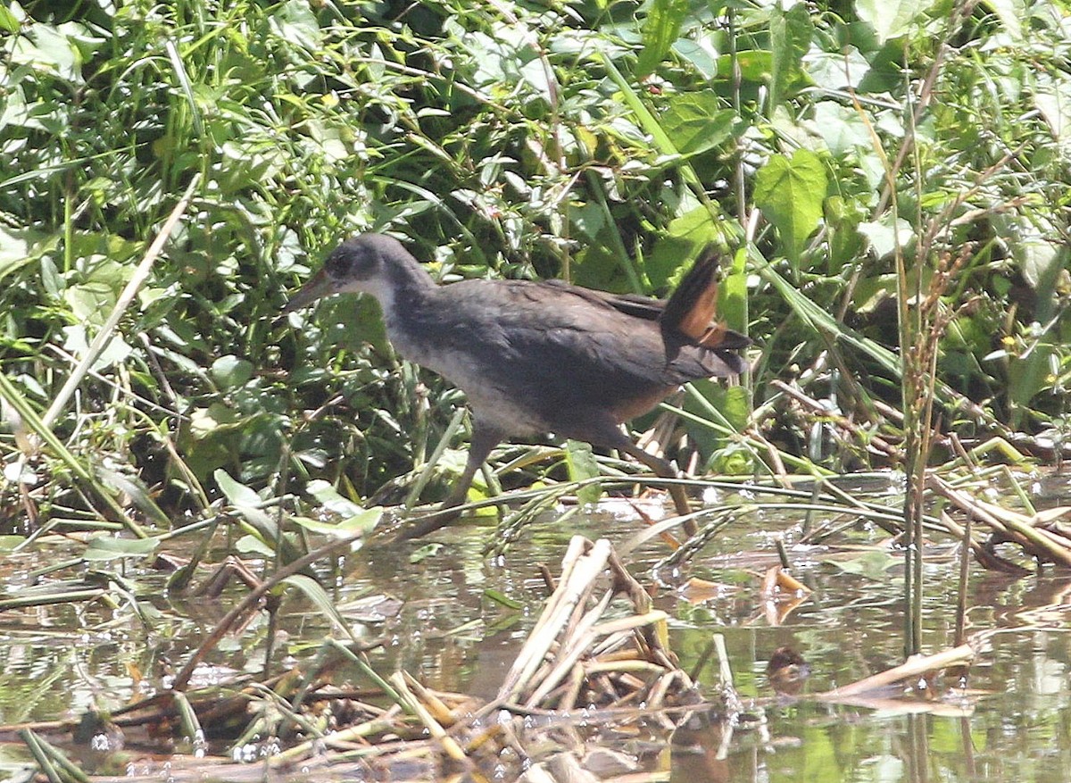 White-breasted Waterhen - ML646840759