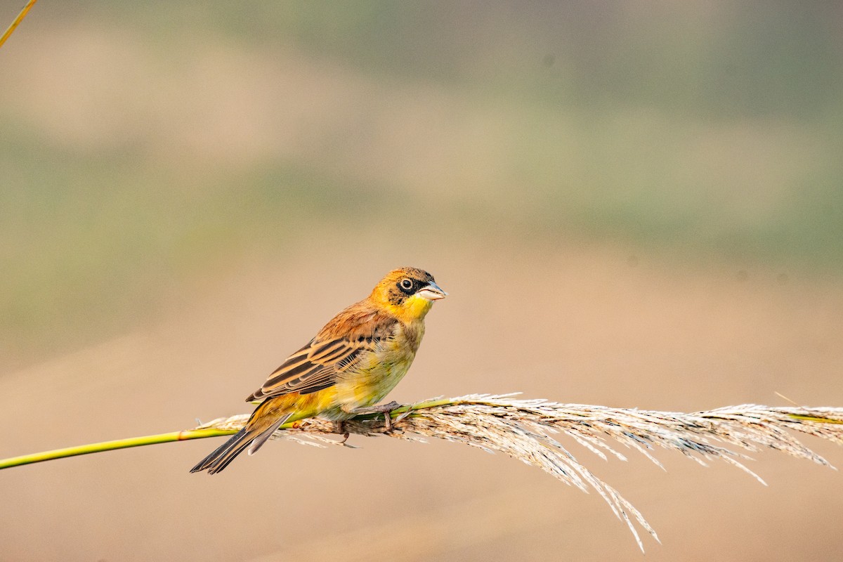Black-headed Bunting - ML646840763