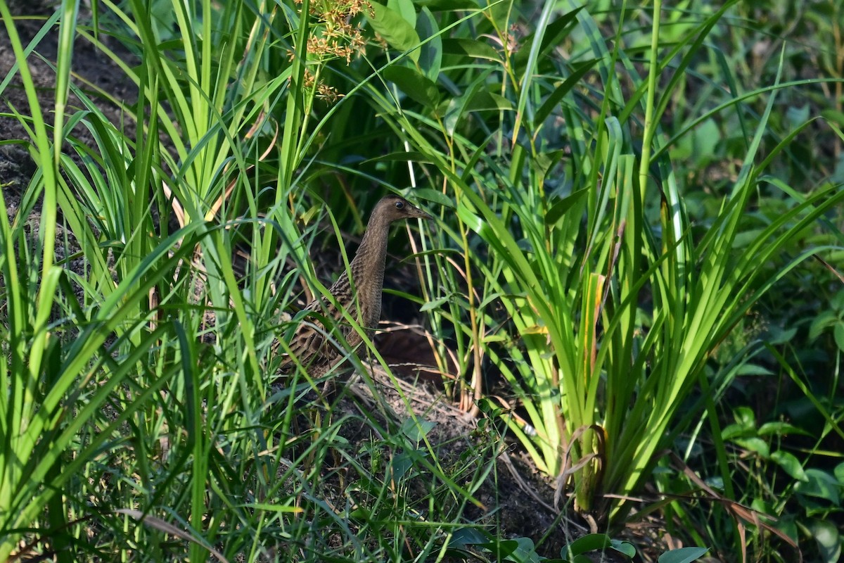 İbikli Sukılavuzu - ML646840766