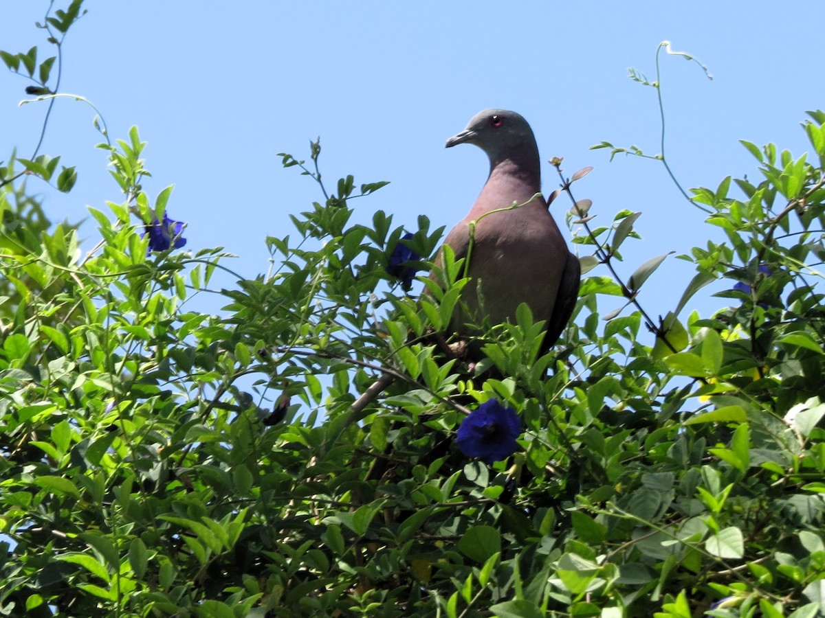 Pale-vented Pigeon - ML646840768