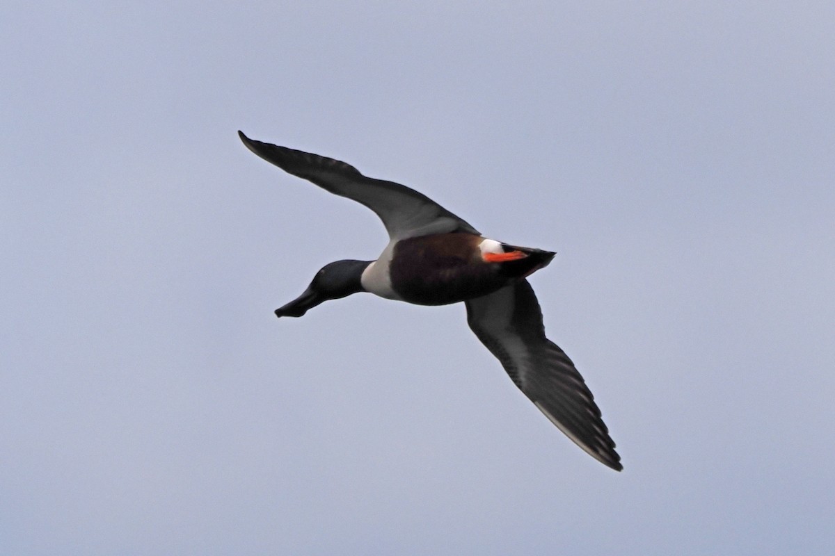 Löffelente - ML646840771