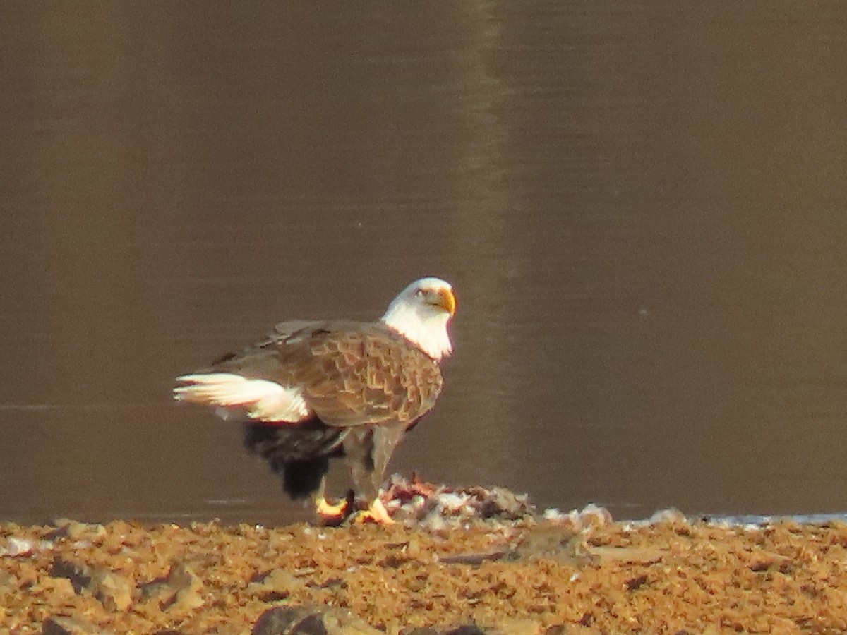 orel bělohlavý - ML646840776