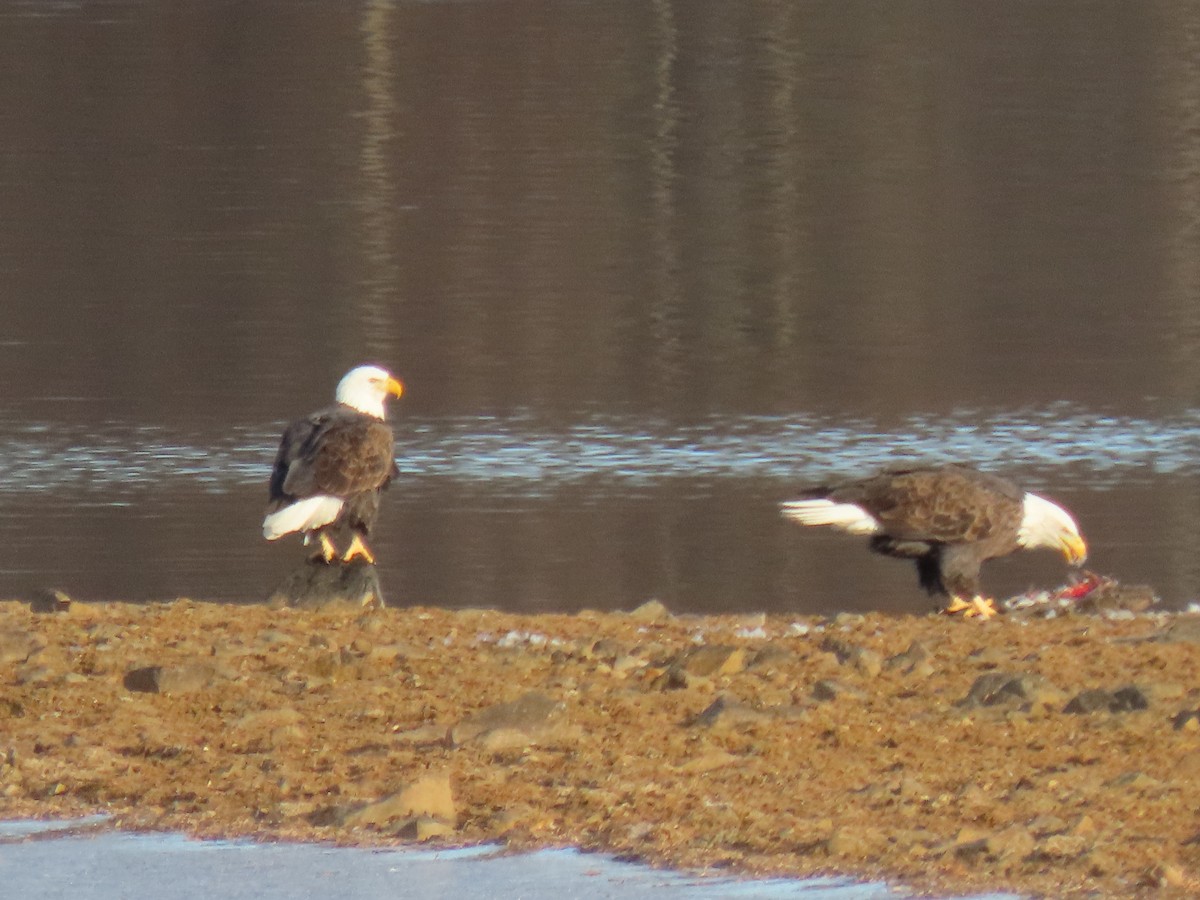 orel bělohlavý - ML646840777