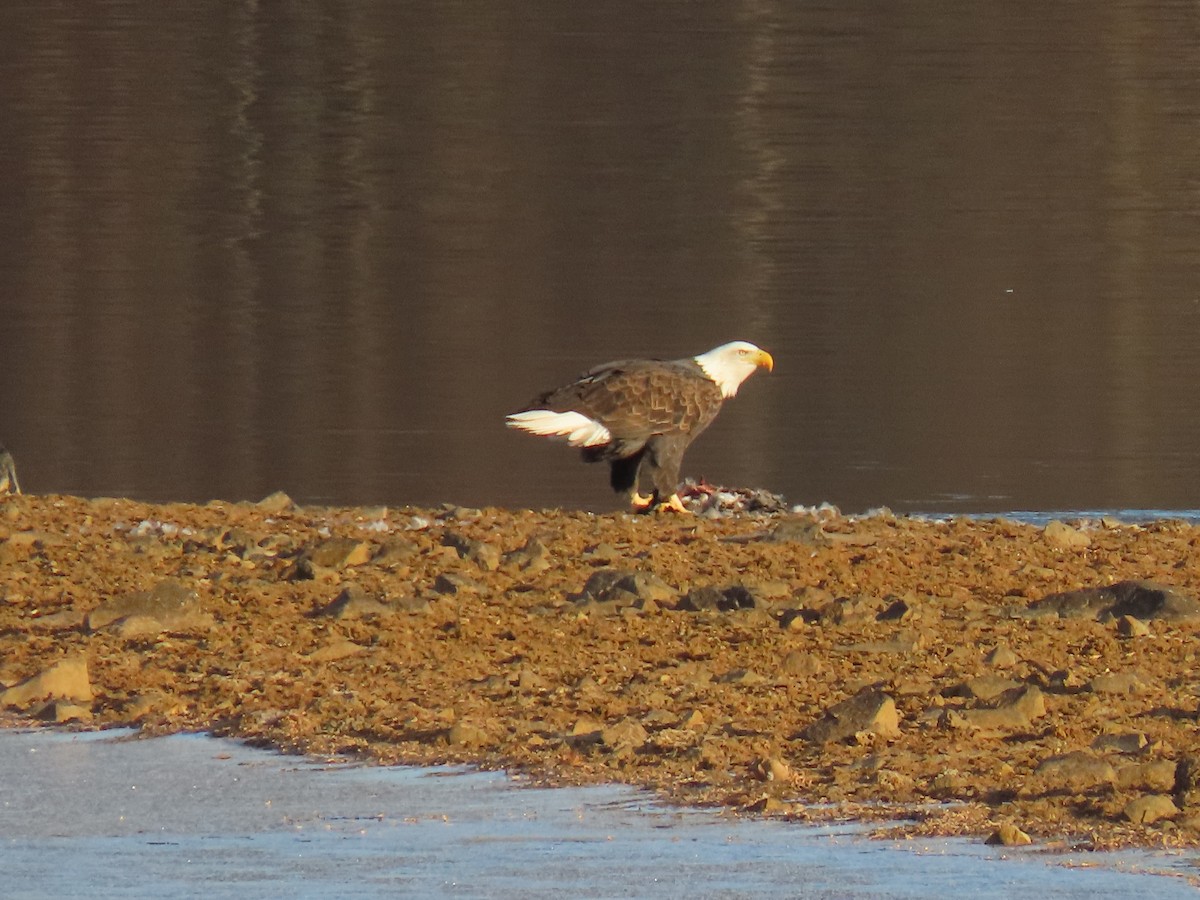 orel bělohlavý - ML646840778