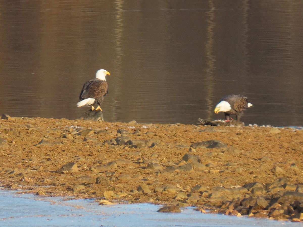 orel bělohlavý - ML646840779