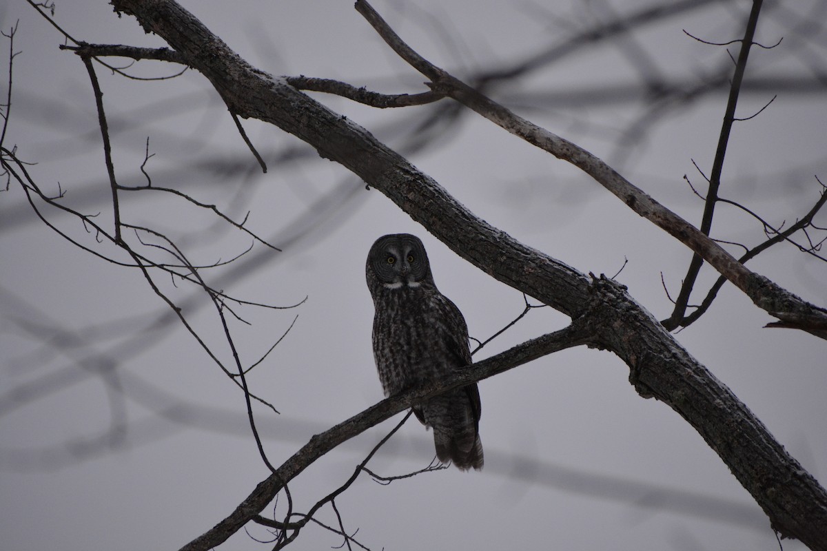 Great Gray Owl - ML646840782