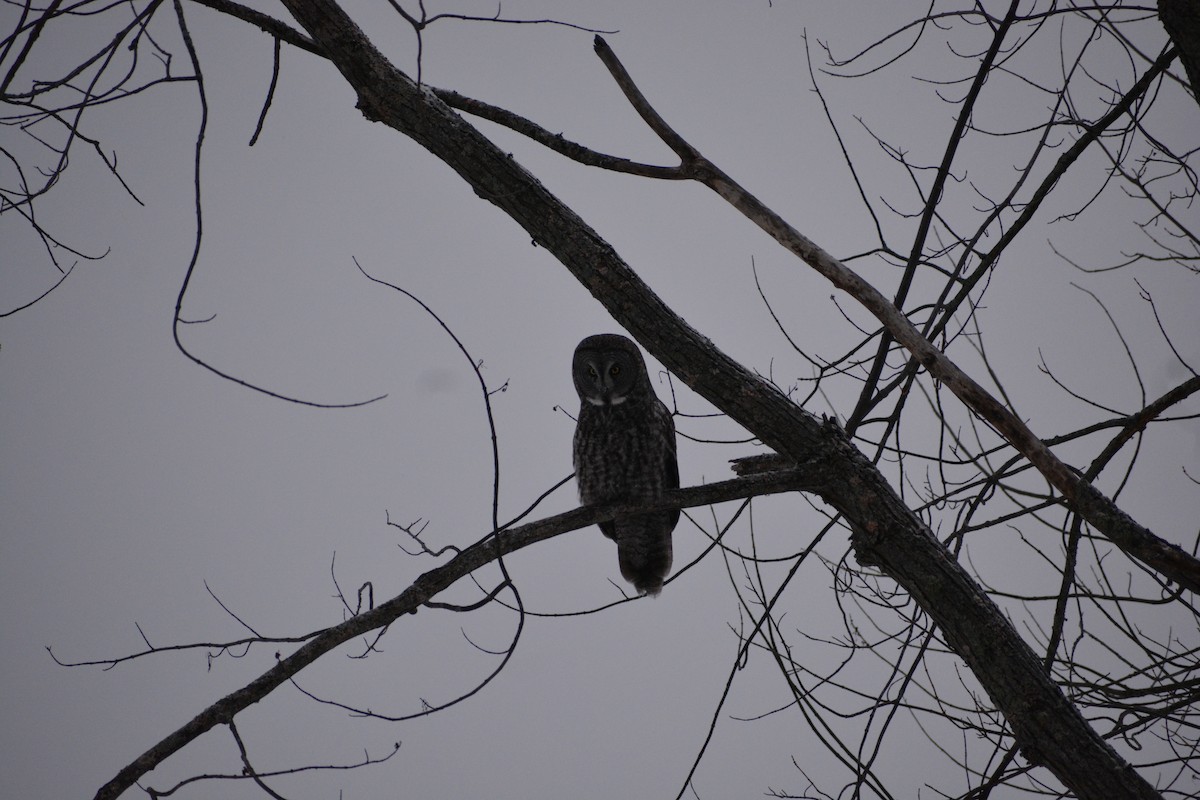 Great Gray Owl - ML646840783